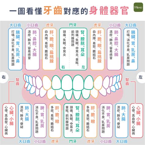 牙齒對應器官 横樑壓頂